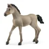 New Criollo Definitivo Foal Pre School|Role Play