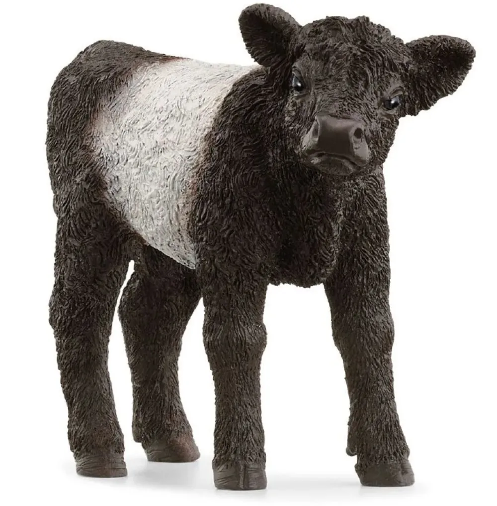 Hot Galloway Calf 13969 Role Play|Model Animals