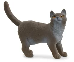 New Shorthair Cat Pre School|Role Play